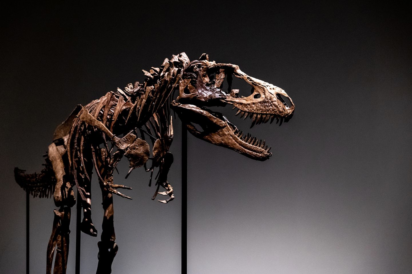 Fossilized dinosaur skeleton to be auctioned in NYC