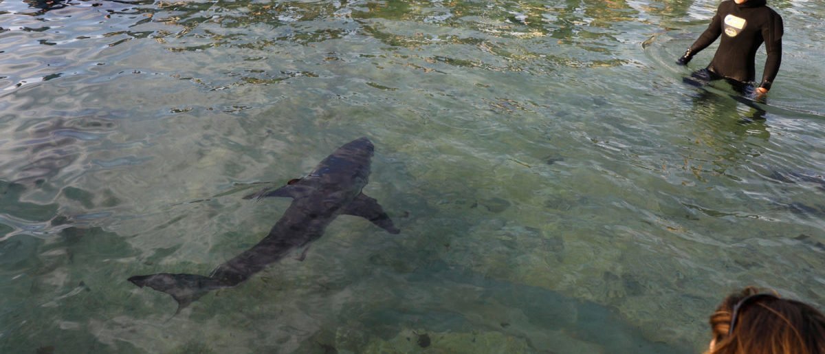 FACT CHECK: Is this an image of a shark swimming in a Sydney train station in July 2022?